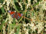 Peacock Butterfly In A Panicle Tatar Bush